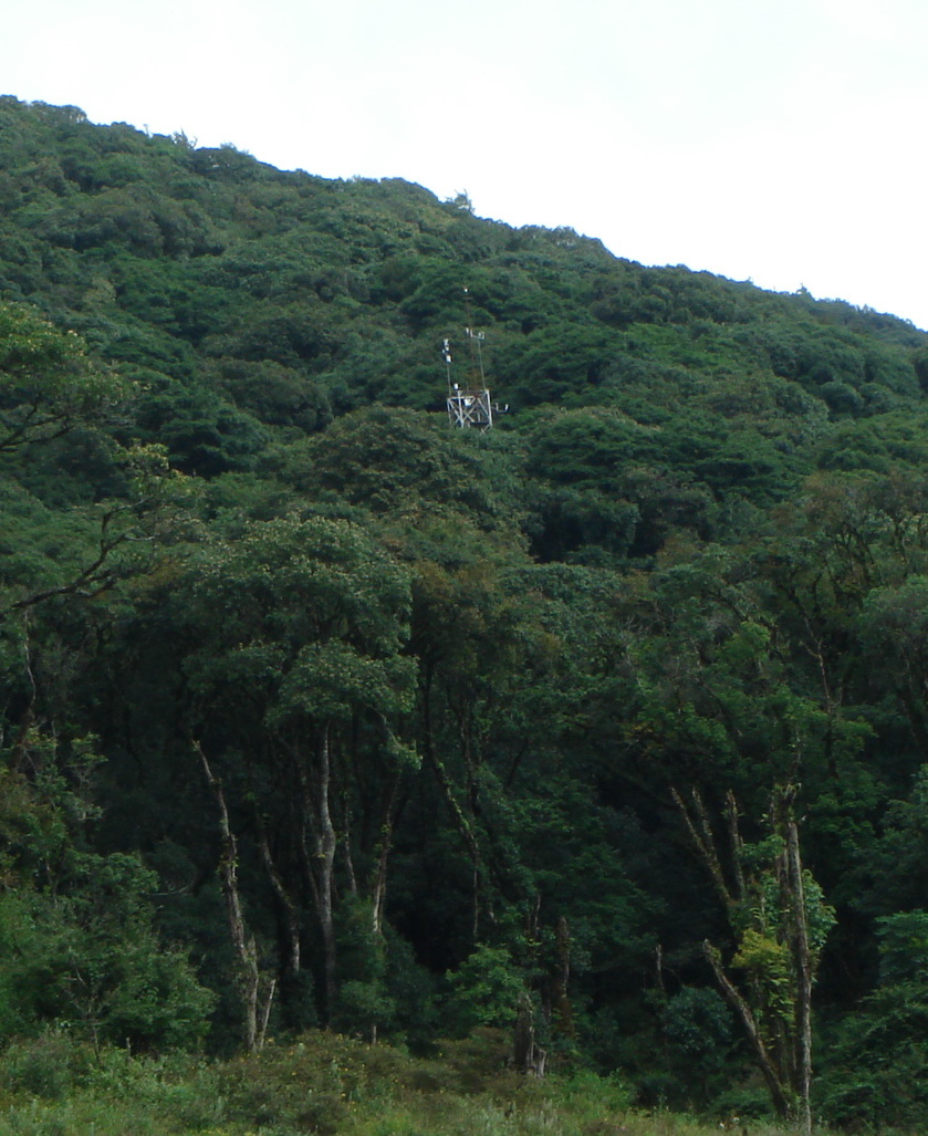 哀牢山亚热带山地常绿阔叶林样地及观测铁塔