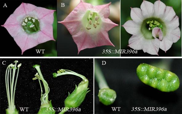 高表达miRNA396转基因烟草异常发育的叶和花器官