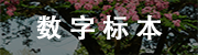 数字标本.png