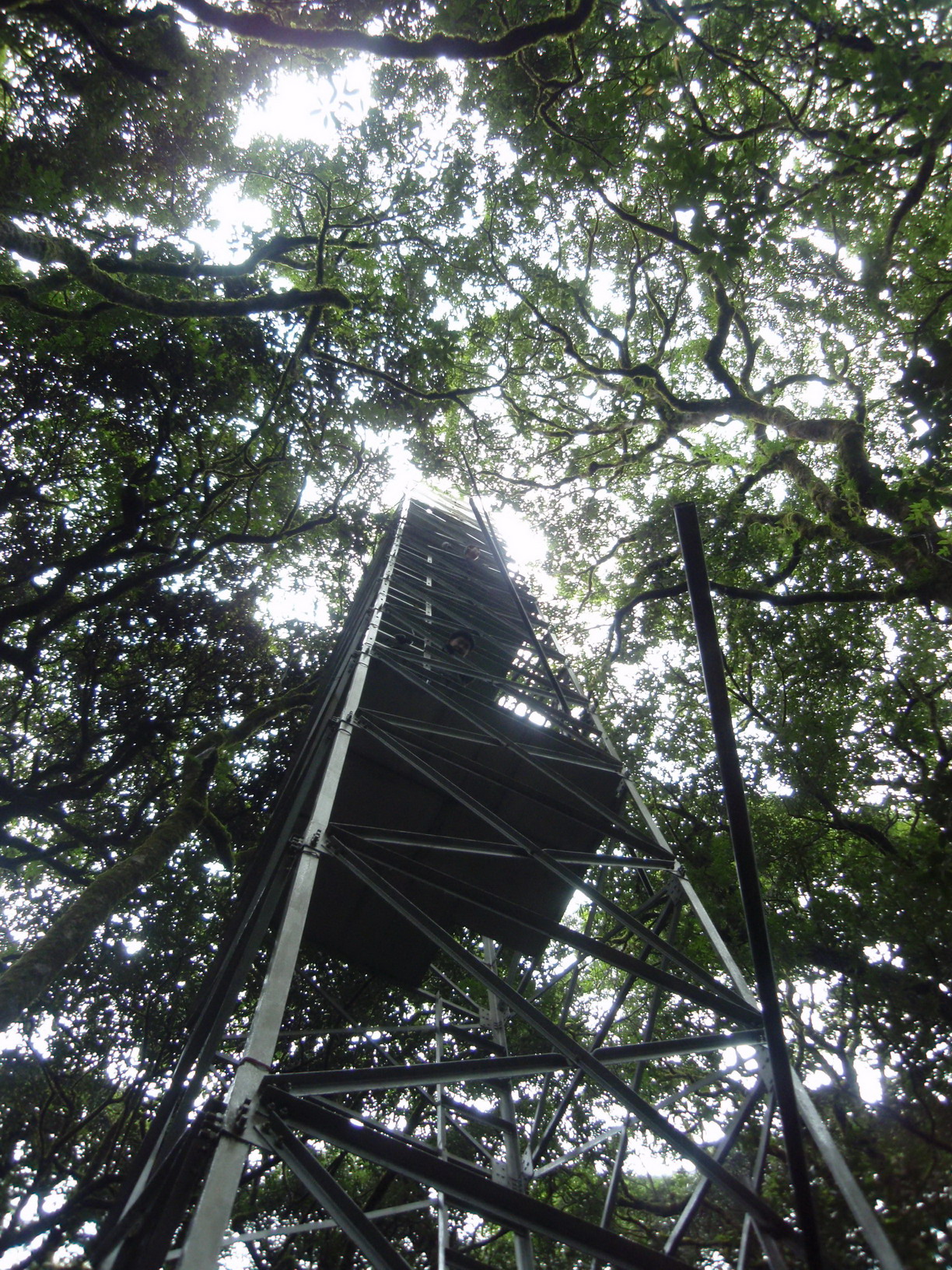 设置在哀牢山亚热带山地常绿阔叶林样地中的观测铁塔